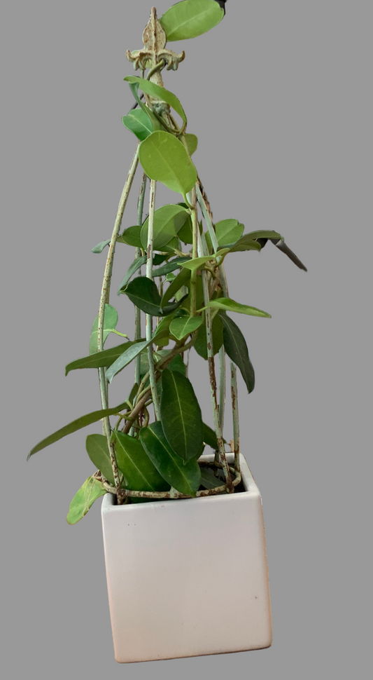 Jasmine plant, fleur topiary and square white pot