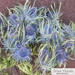 Blue Dried Thistle flower