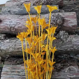 Nigelia Dried Flowers