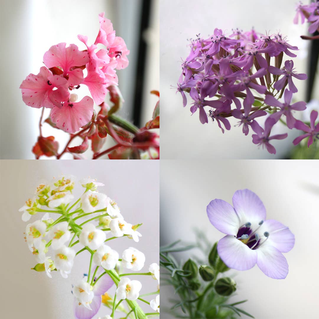 Grows Wildflowers - 7 Colors - ...someone had blown on it...