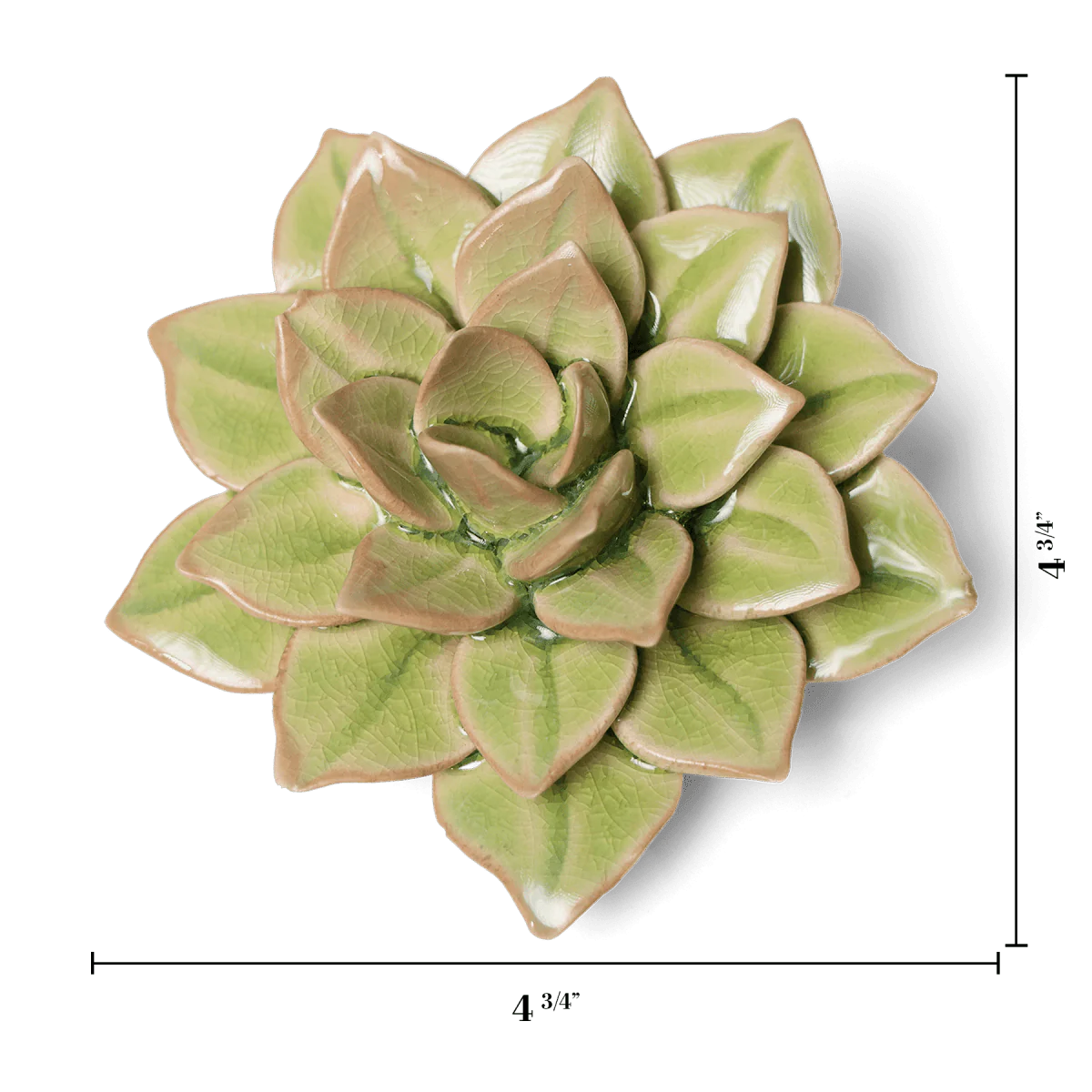 Echeveria