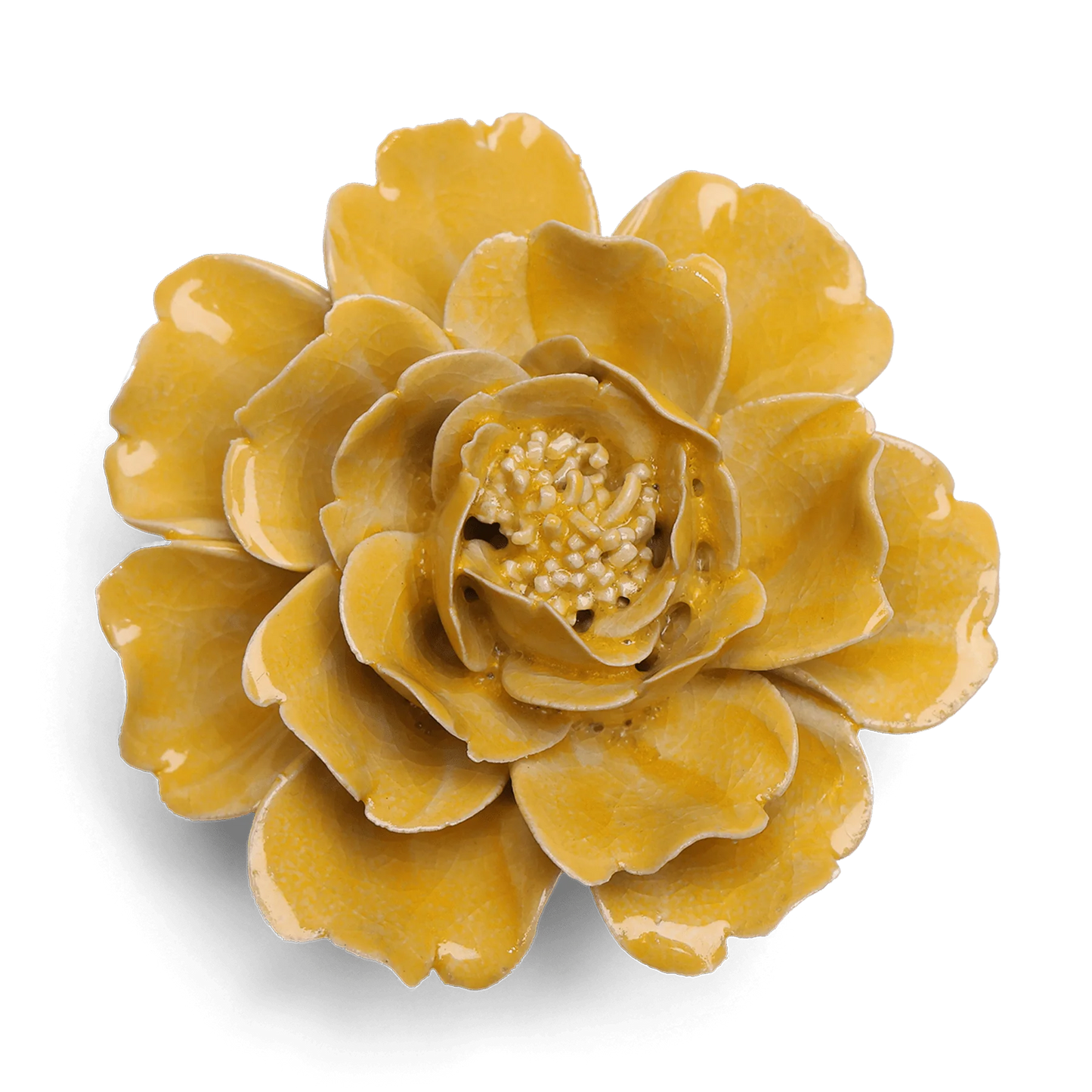 Yellow Rose