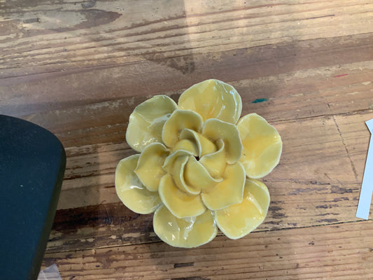 Buttercup Yellow Daffodil