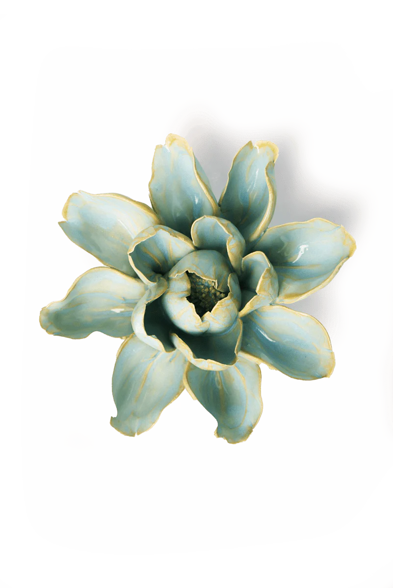 Water Lily