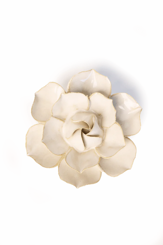 Ivory Daffodil