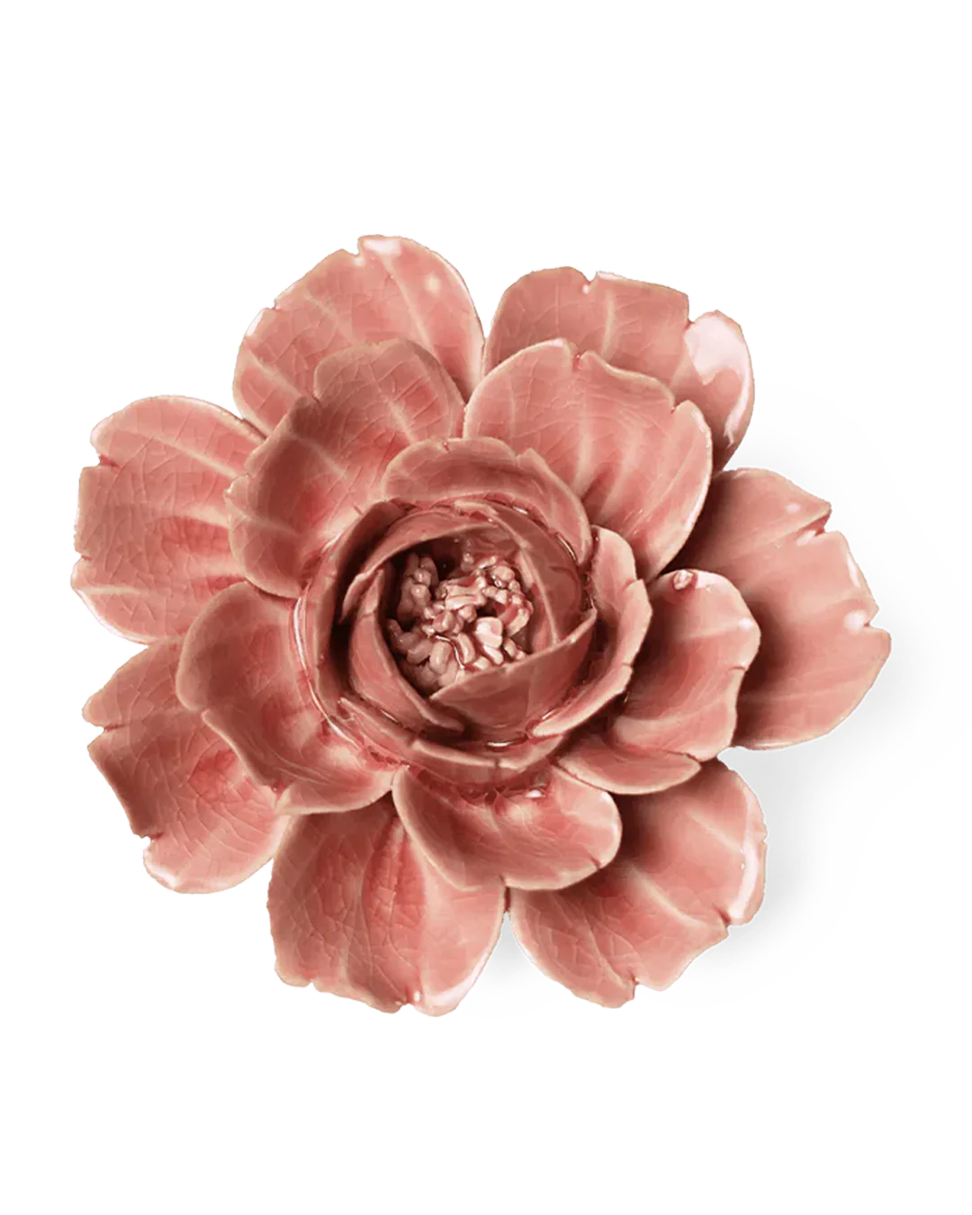 Champage Pink Rose