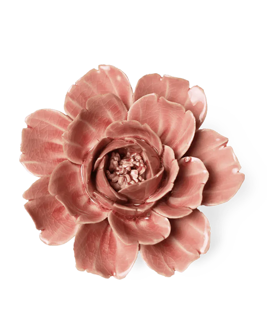 Champagne Pink Rose