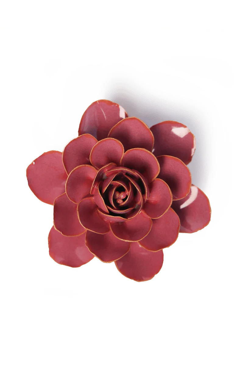 Blush Pink Begonia