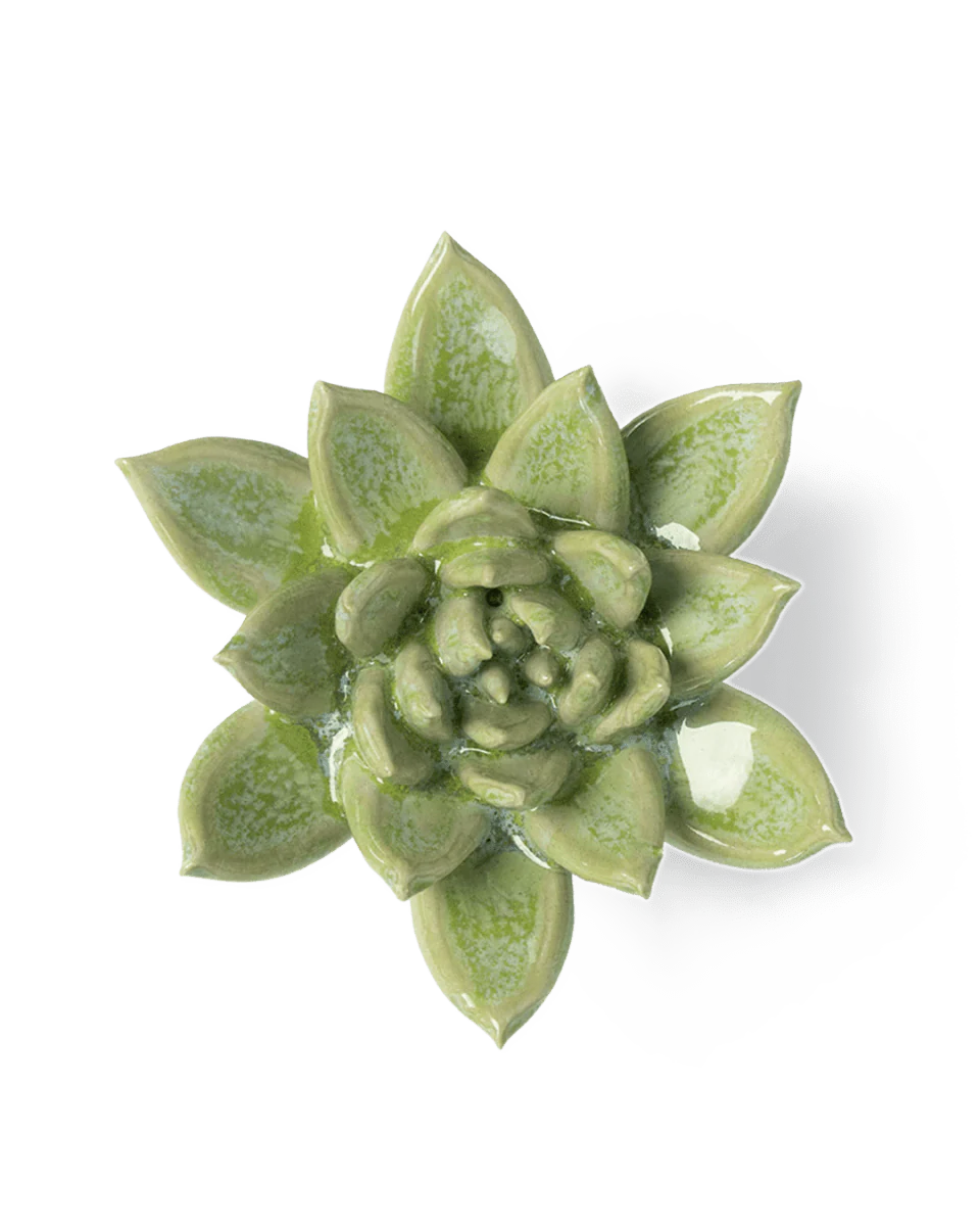Succulent
