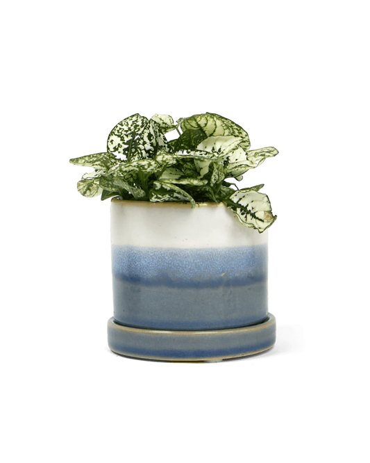 Minute Pot and Saucer Pots