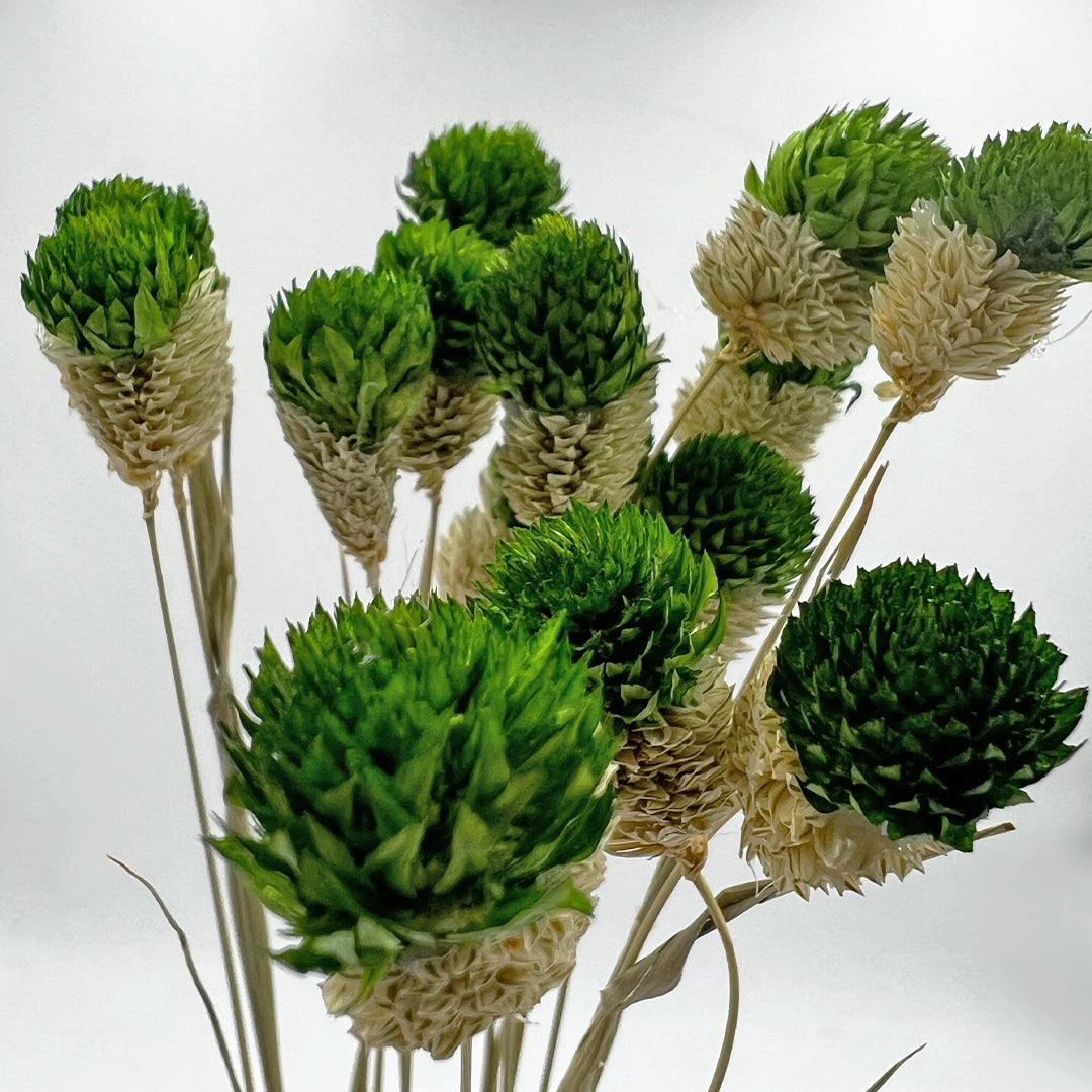 Dried Gomphrena