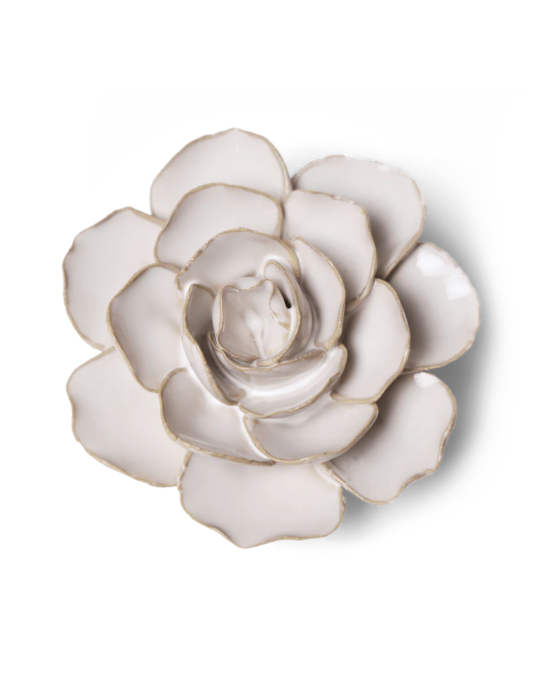 Ivory Ranunculus