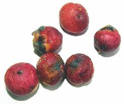 Honey Dried Orbs