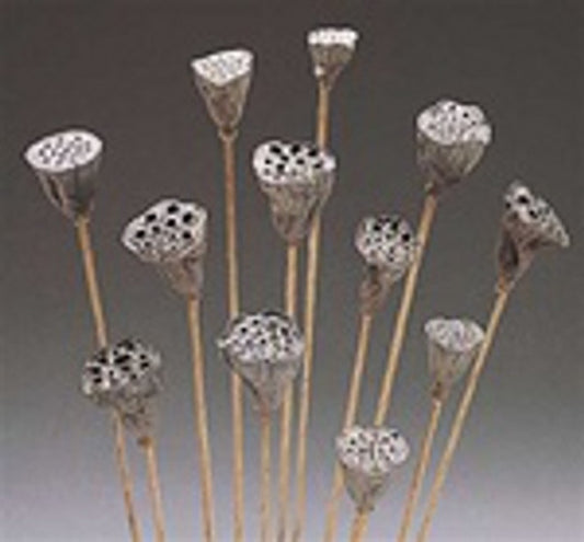 Lotus Pods on a Stem