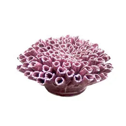 Purple Anemone, Chive