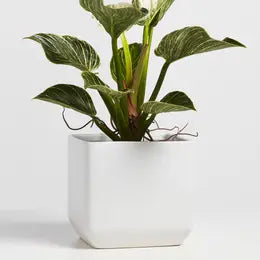 Planter, Ceramic Square, 9", White, pot