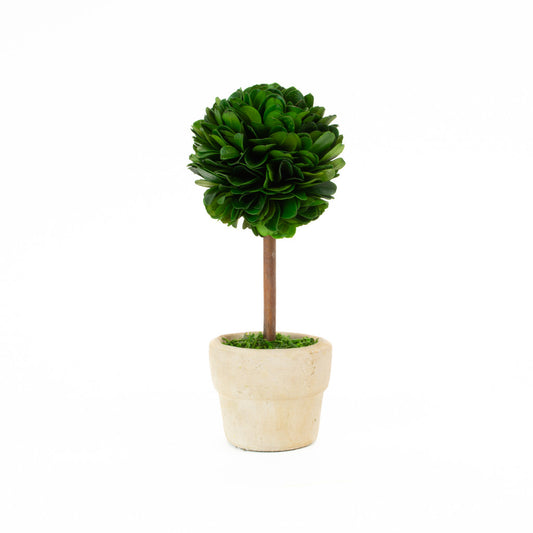 Boxwood Mini Topiary