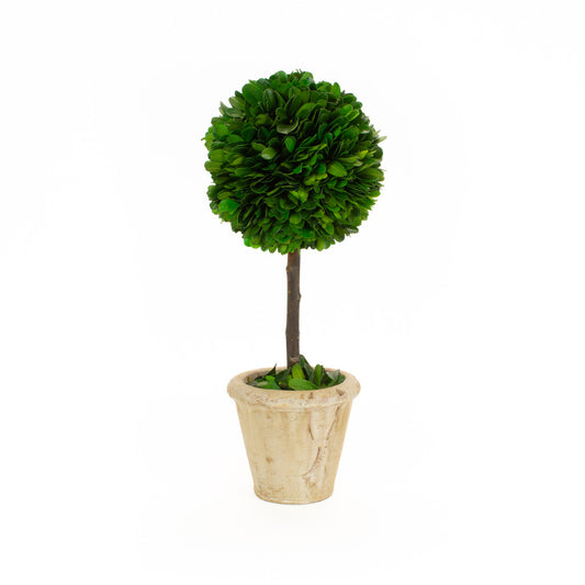 Boxwood Topiary 5" x 12"high
