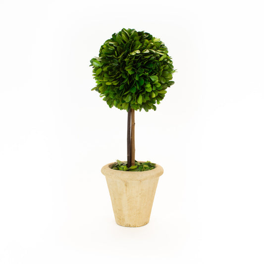Boxwood Topiary, Single Ball, 16"