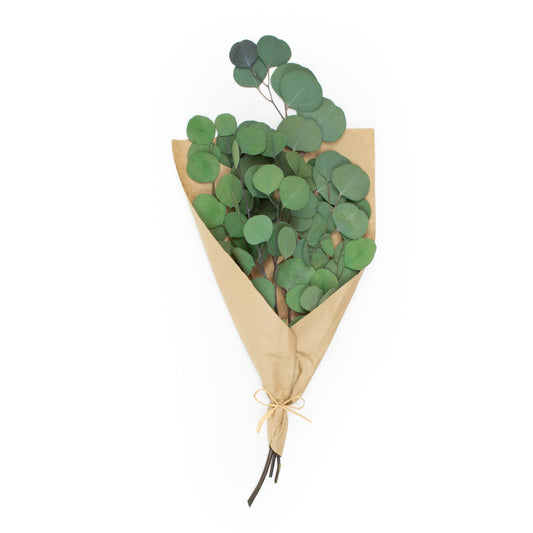 Silver Dollar Plant, stem