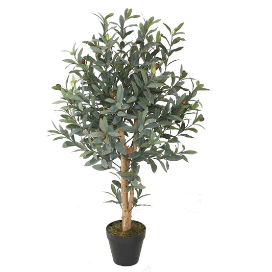 Olive Trees