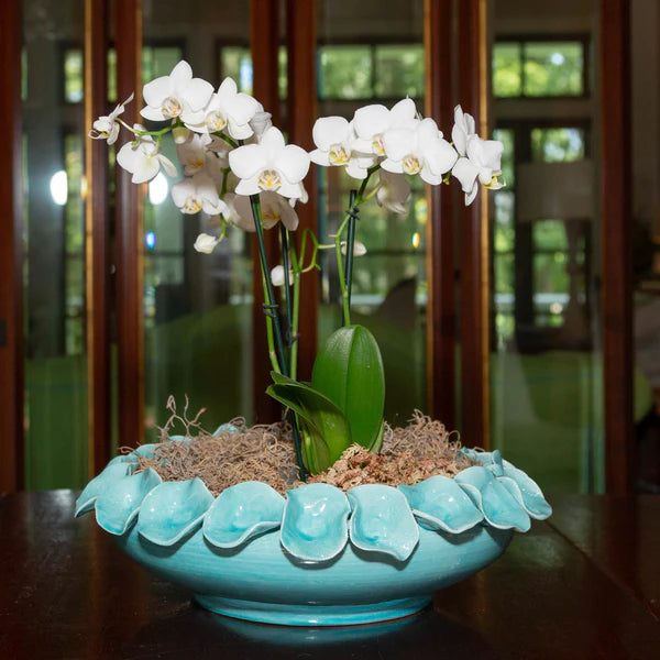 Nasturtium. Bowl, Petal