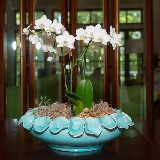 Nasturtium. Bowl, Petal