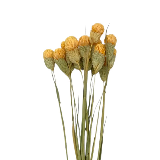 Dried Gomphrena