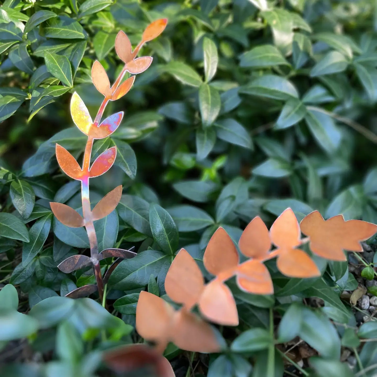 Copper Fern Fond