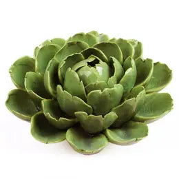 Mofo Green, cabbage
