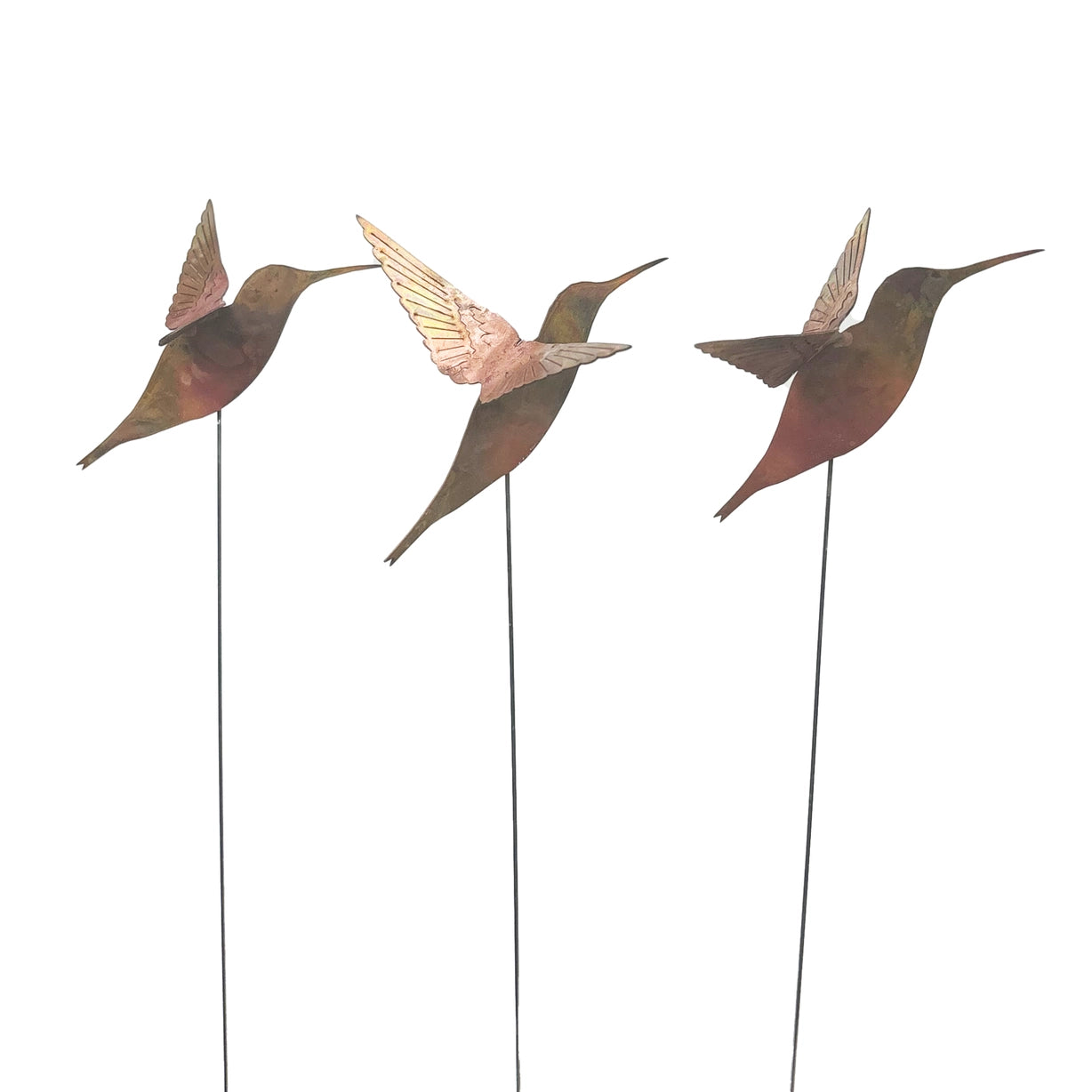 Copper Hummingbird