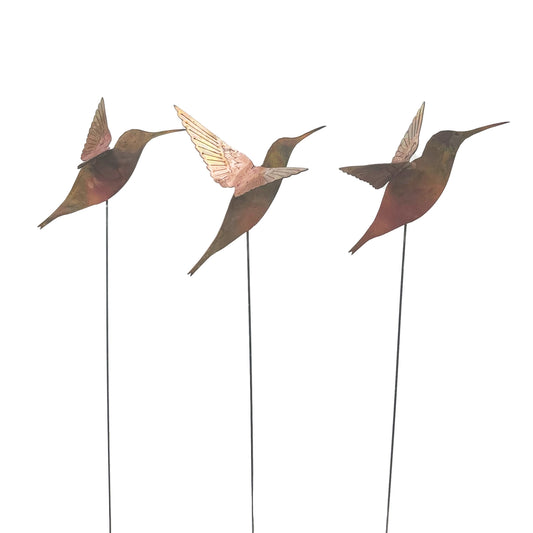 Copper Hummingbird