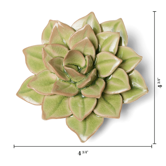 Echeveria