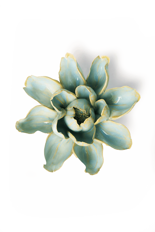 Water Lily