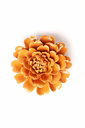 Fiesta Marigold