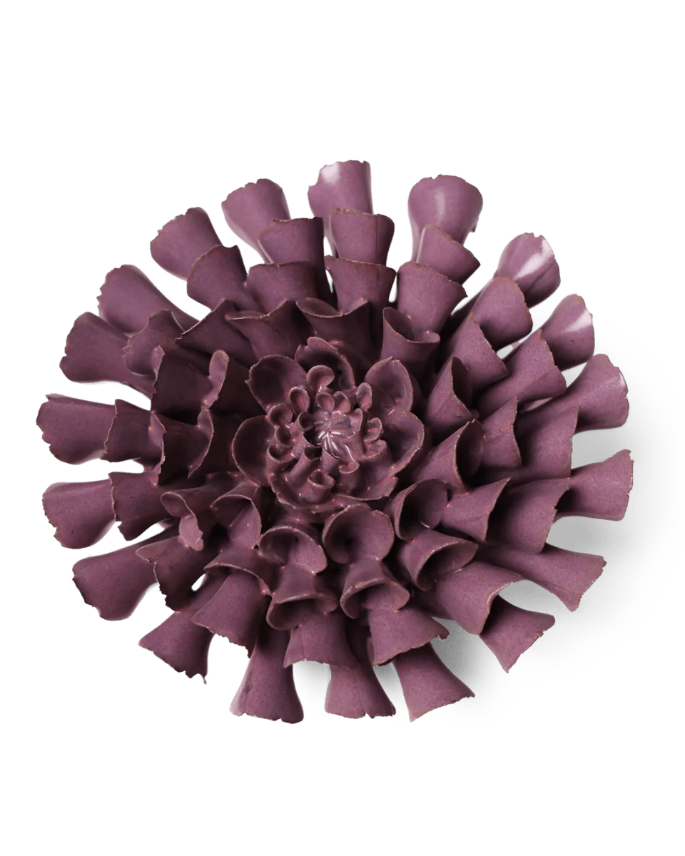 Violet Dahlia