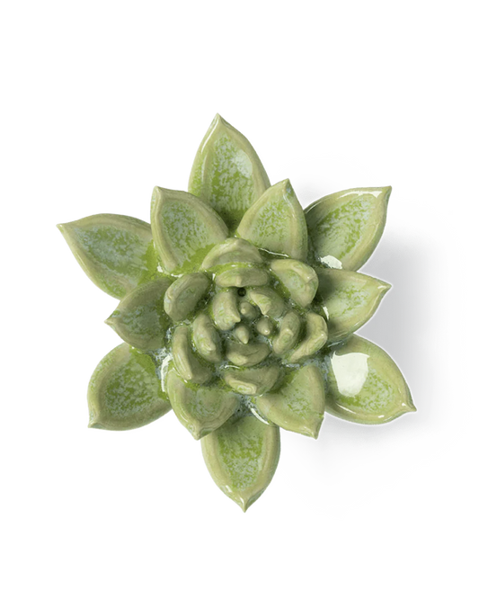 Succulent