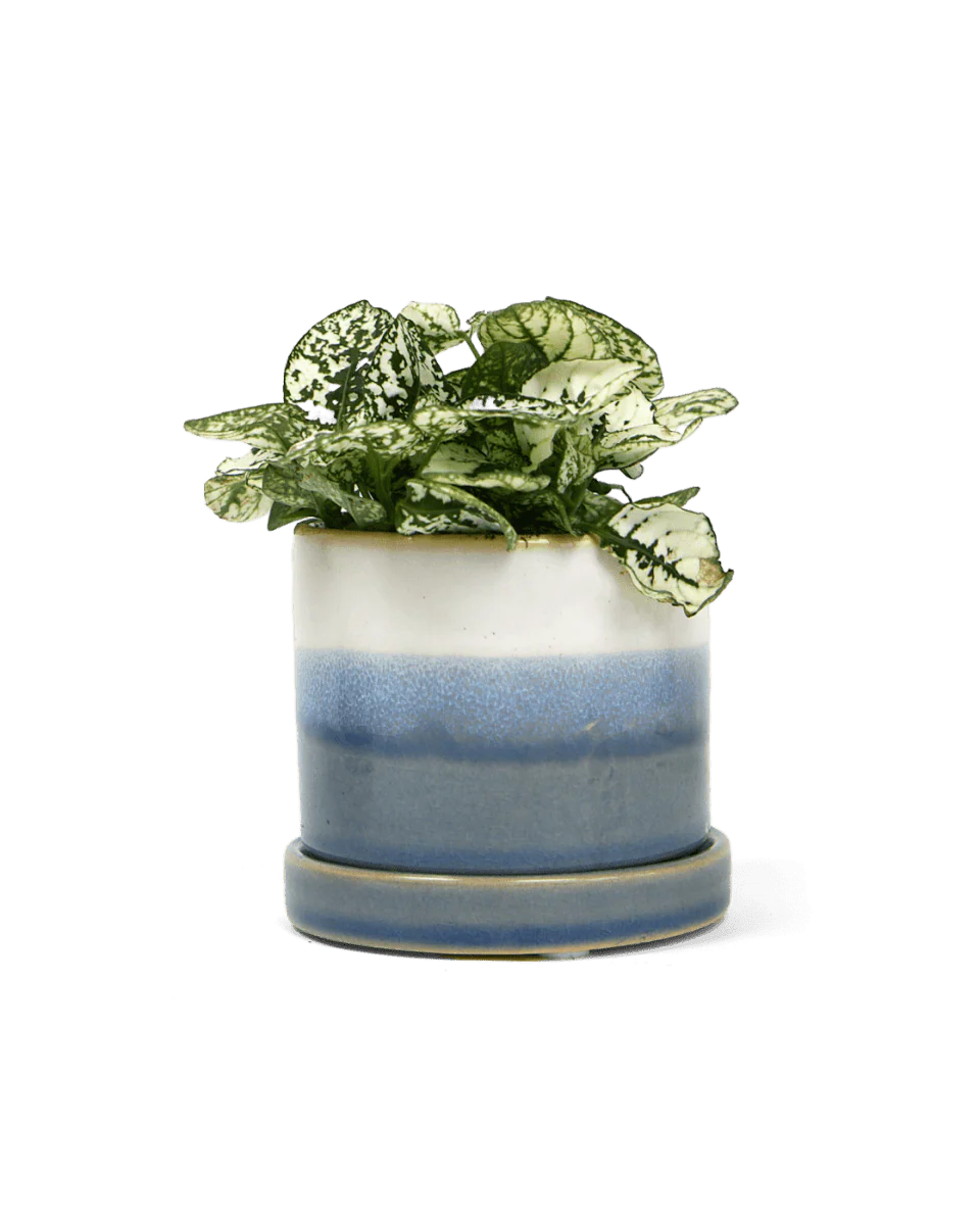 Minute  Pot and Saucer Pots