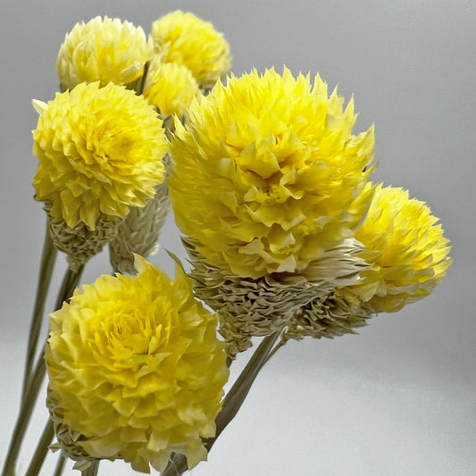Dried Gomphrena