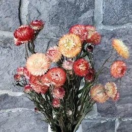 Dried Strawflowers