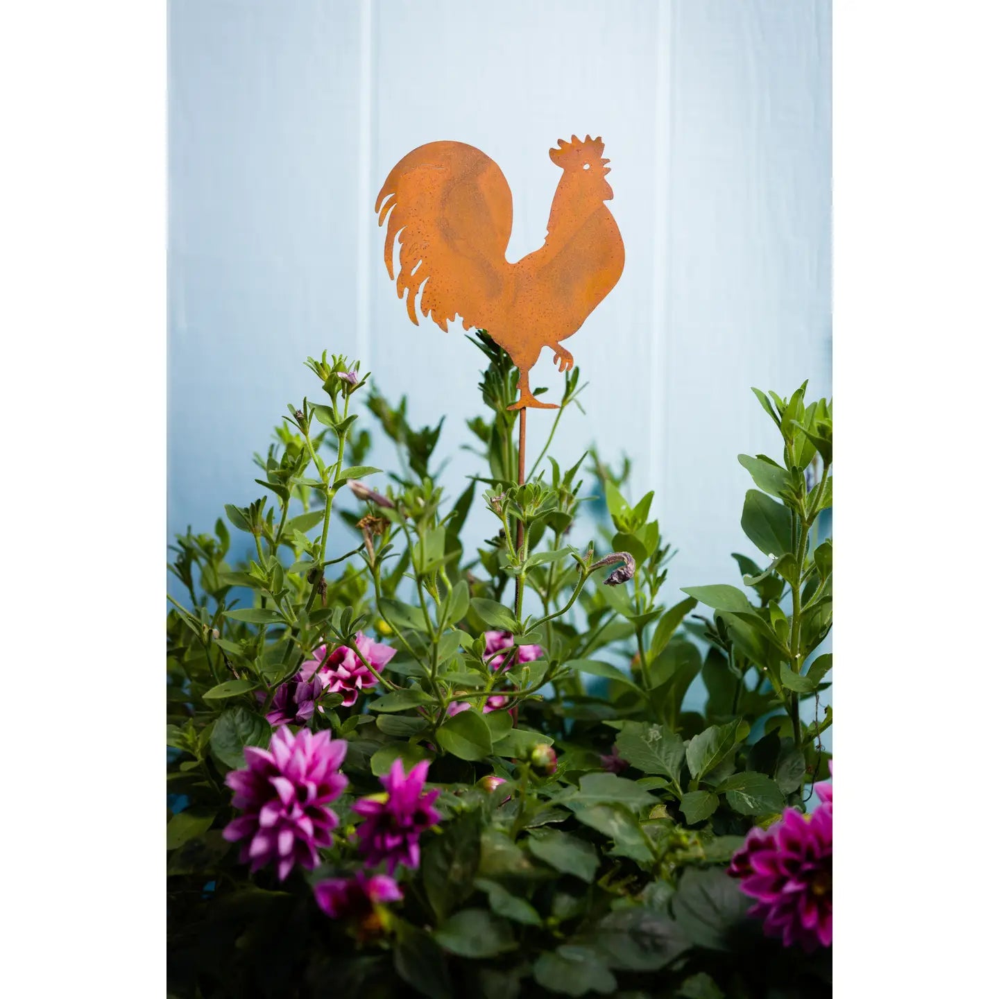 Rooster Stake