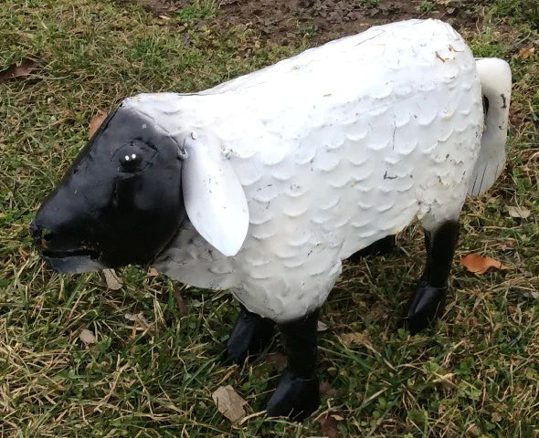 Sheep