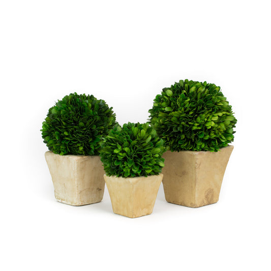 Boxwood Spheres in Square Pot