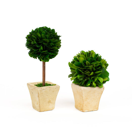2 Boxwood Topiaries, one sphere and one short tree sphere