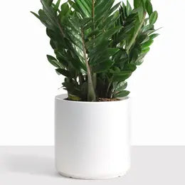 Planter, Cylinder , 10" White, pot