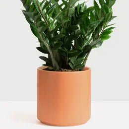 Planter, cylinder 8", pot