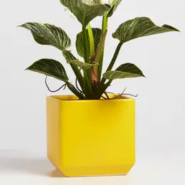 Planter, Ceramic Square, 7", pot