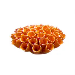 Sea Polyp, Chive, orange, green