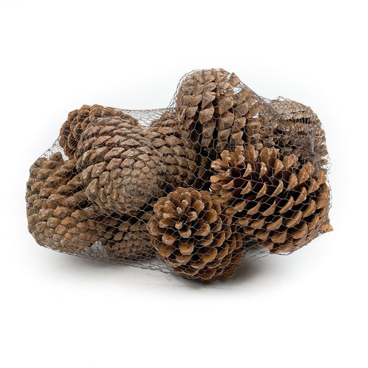 Pine Cones, Natural